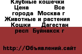 Клубные кошечки › Цена ­ 10 000 - Все города, Москва г. Животные и растения » Кошки   . Дагестан респ.,Буйнакск г.